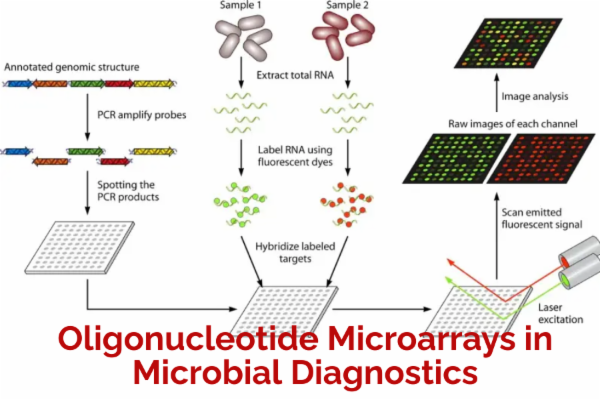 Oligonucleotide Microarrays in Microbial Diagnostics